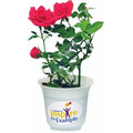 Live Mini Potted Roses